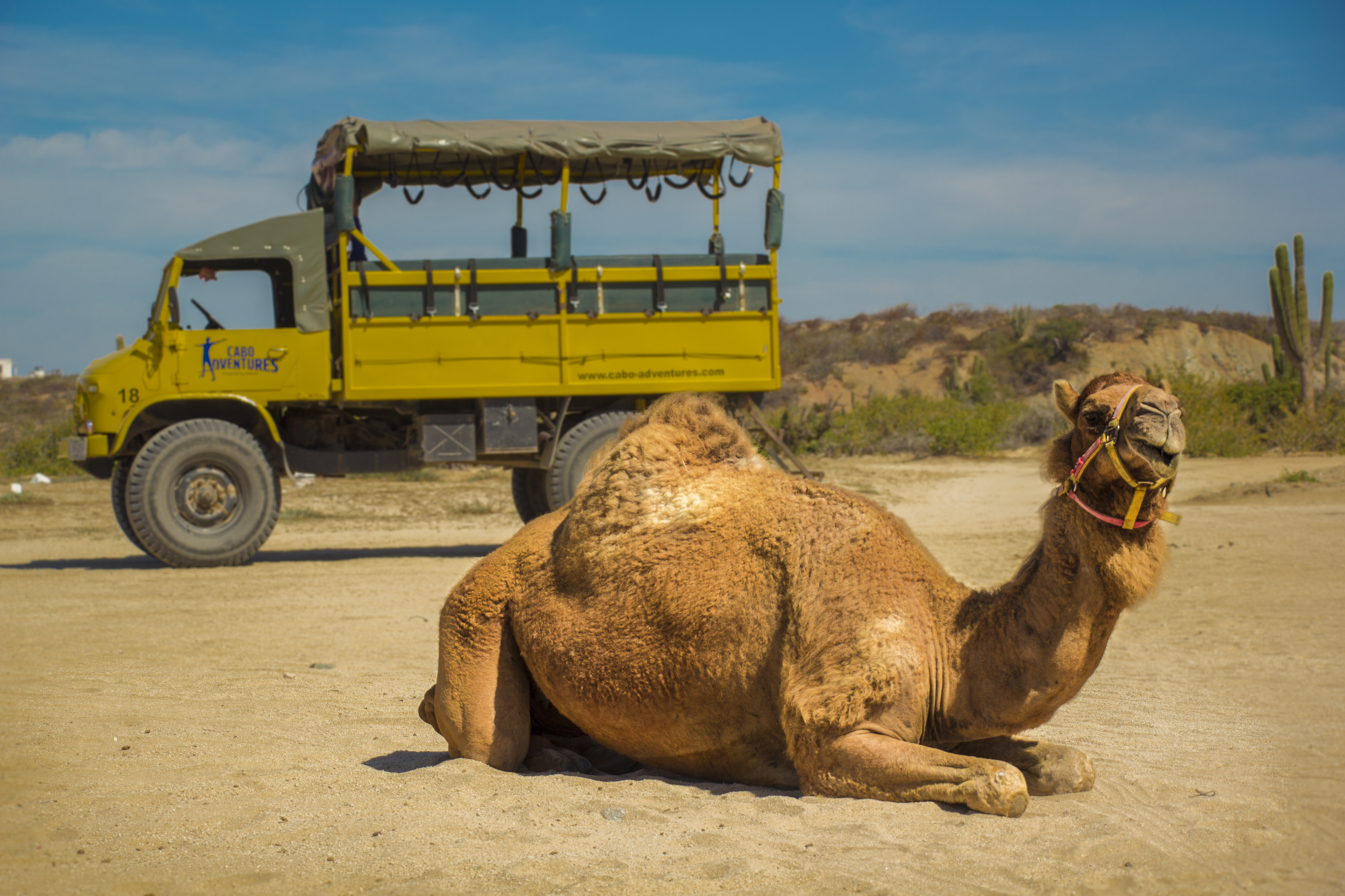Outback Camel Safari My Experience Tours