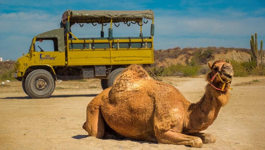 Outback Camel Safari