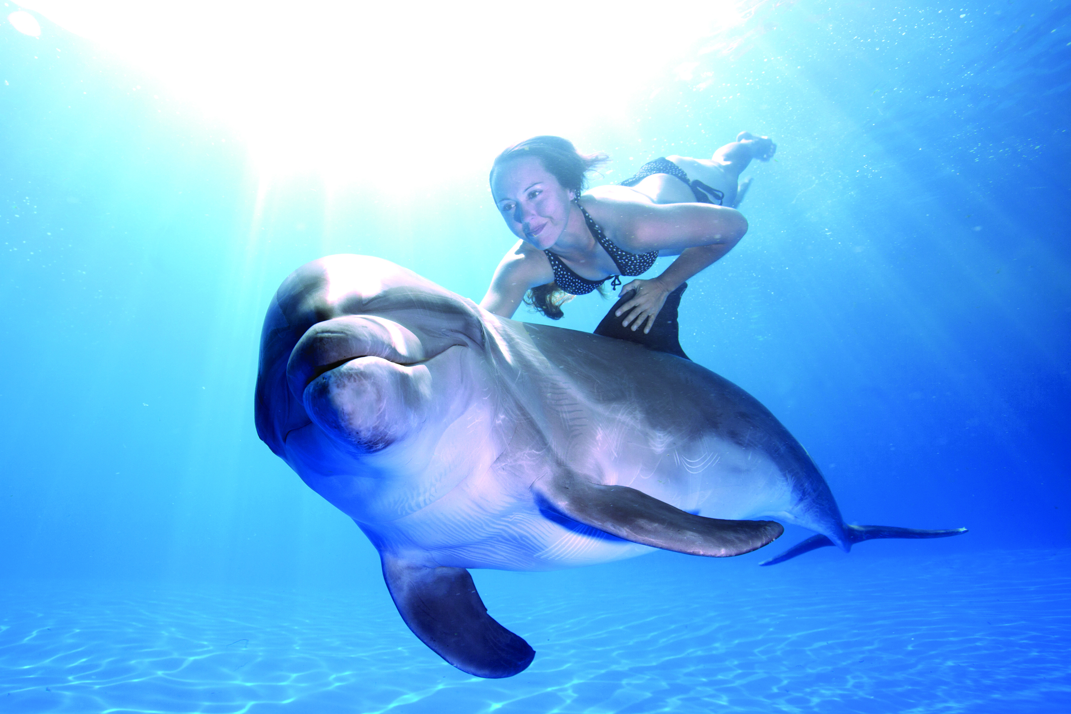 Dolphin Swim Adventure