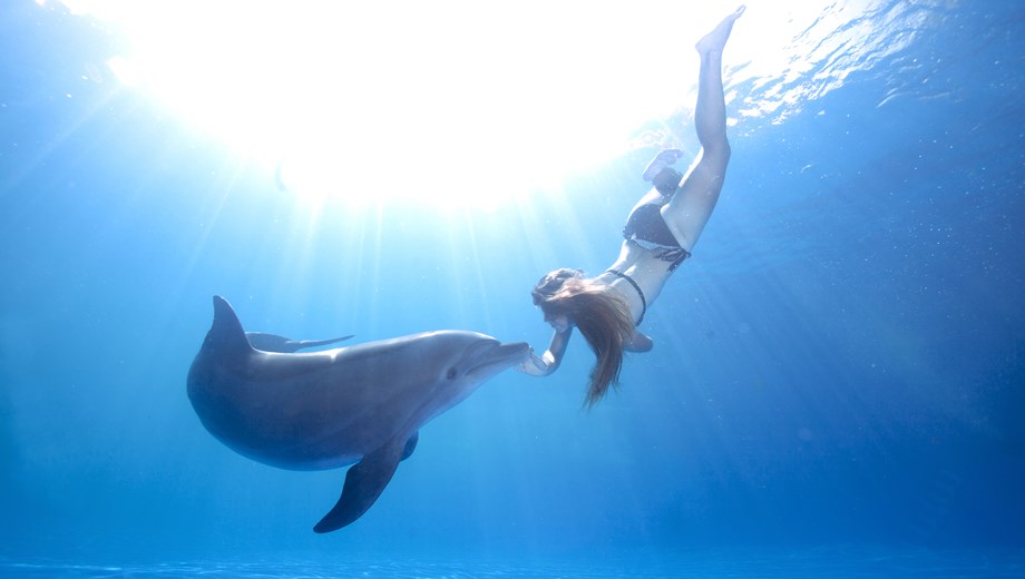 Nado con delfines Signature