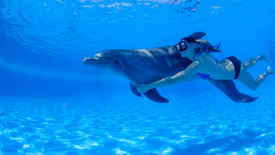Swim with Dolphins VIP