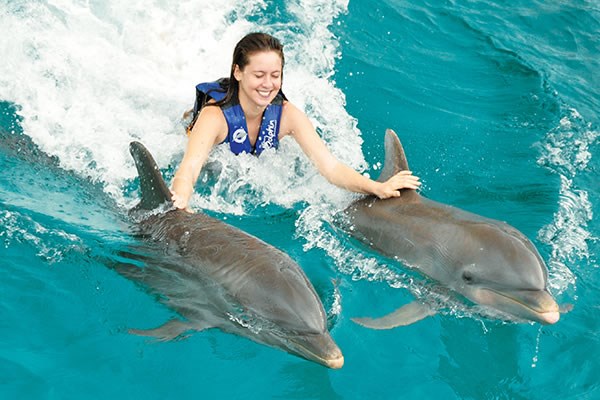 Dolphin Royal Swim