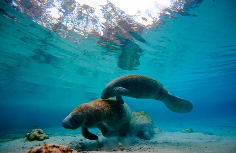 Manatee Encounter in Cozumel - My Experience Tours