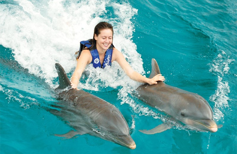 Royal Garrafon & Dolphin  Royal Swim
