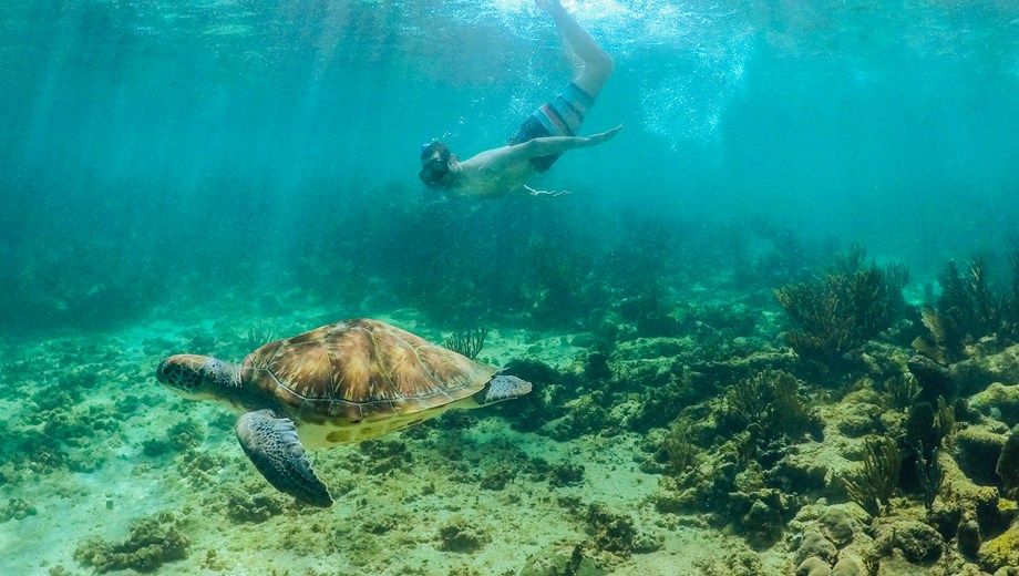 Cenotes, turtles & Beach Club