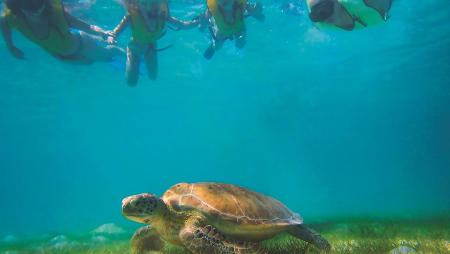Cenotes, turtles & Beach Club