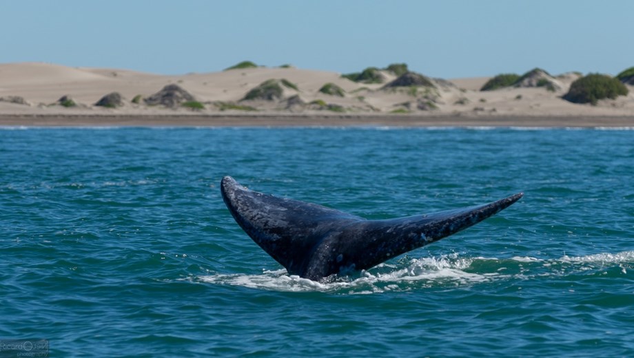 Gray Whale Watching Tour at Lopez Mateos