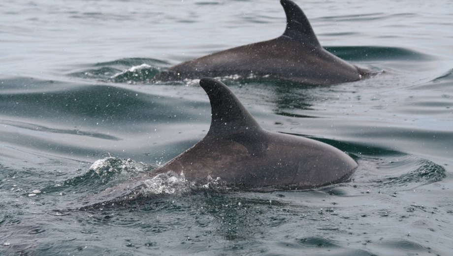 Delfines en Libertad